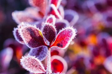 The science behind why no two snowflakes are alike