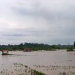 Sungai Cisanggarung di Kuningan Meluap, Hektaran Sawah Warga Desa Galaherang Terendam